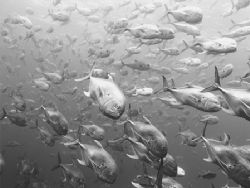 Crevalle jacks at Gladeen Spit on The Belize Barrier Reef by Martin Spragg 